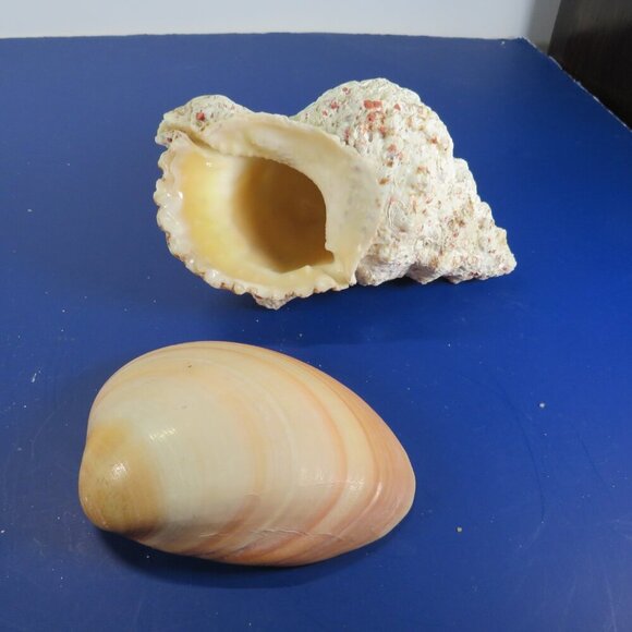 REAL Peach Orange Conch & Clam Sea Shell 7" & 4.5" - Picture 1 of 6